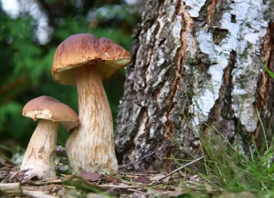 'Mineração de cogumelos' pode ser a forma mais econômica de recuperar minerais de terras raras a partir de resíduos industriais