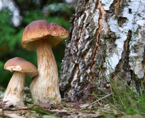 'Mineração de cogumelos' pode ser a forma mais econômica de recuperar minerais de terras raras a partir de resíduos industriais