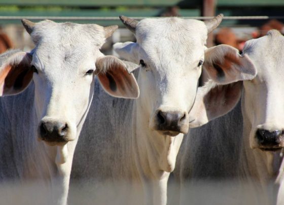 UE trava importações de carne e animais para consumo humano de produzidos no Brasil